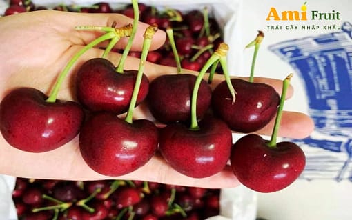 cherry chuông mỹ